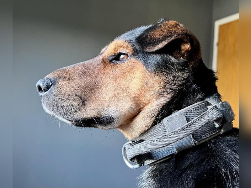 Der liebe, freundliche Jack wartet auf einer Ps in 56729 Münk !