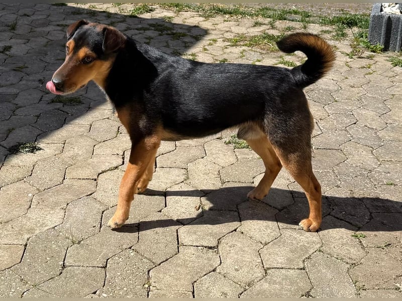 Der liebe, freundliche Jack wartet auf einer Ps in 56729 Münk !