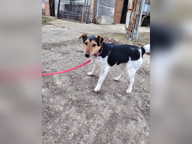 Der freundliche Bitang sucht seine Familie !