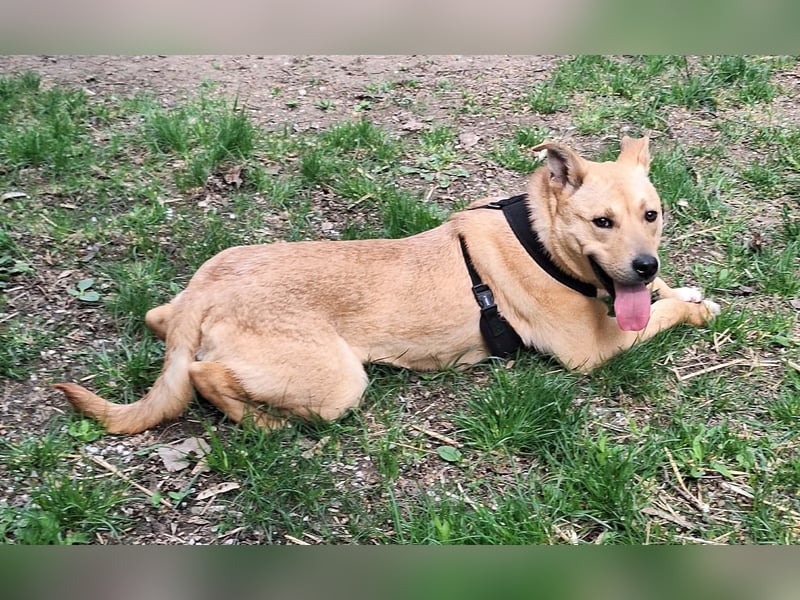 Der aktive, liebe Momoa sucht ein Zuhause !