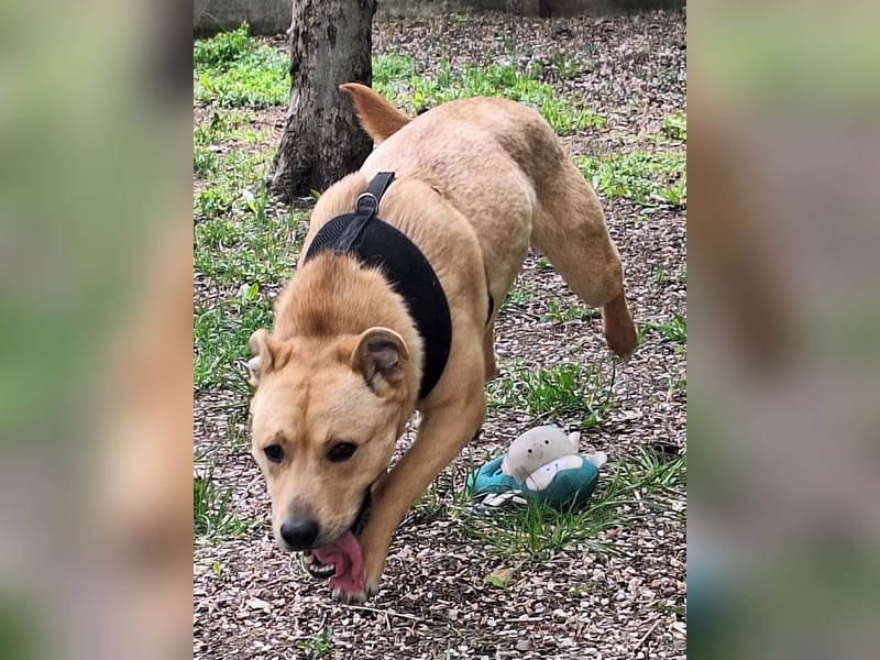 Der aktive, liebe Momoa sucht ein Zuhause !