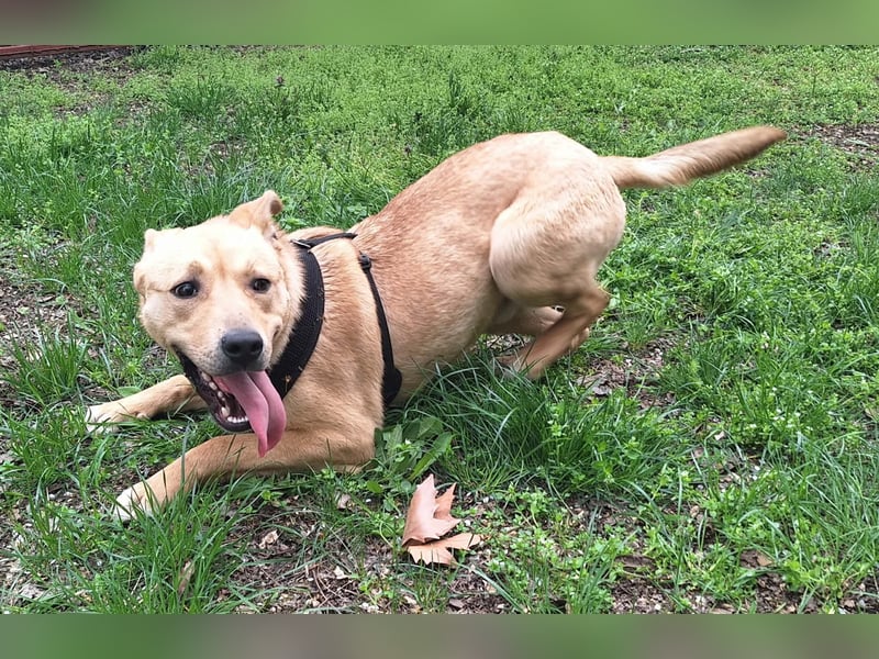 Der aktive, liebe Momoa sucht ein Zuhause !