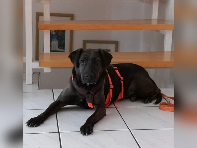 Notfall Nessi wartet auf einer Ps in 53842 Troisdorf !