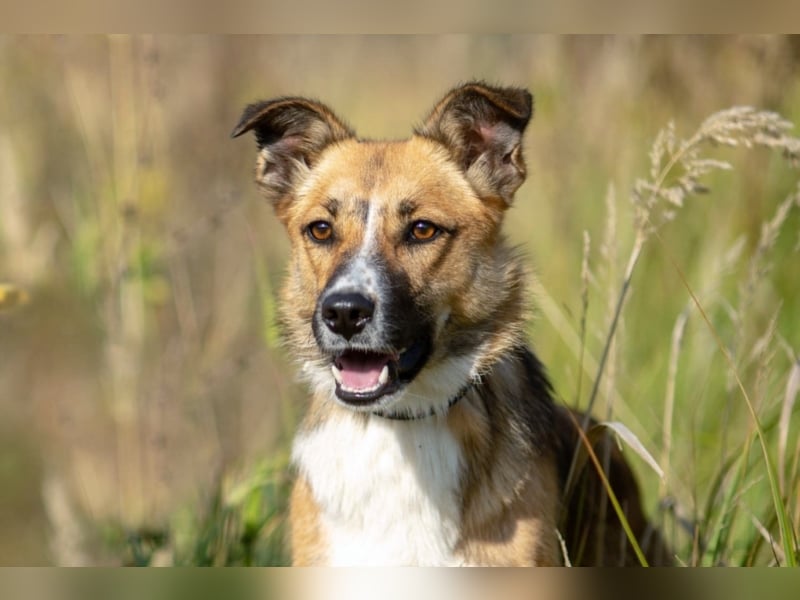 Alischa, ca. 1 Jahr, zierliche, sanfte Hündin