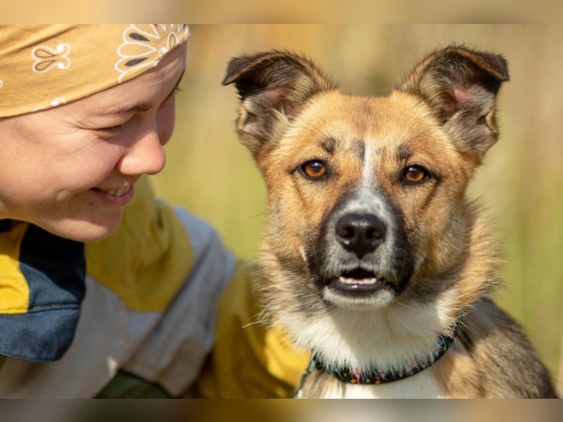 Alischa, ca. 1 Jahr, zierliche, sanfte Hündin