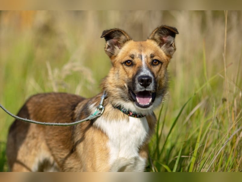 Alischa, ca. 1 Jahr, zierliche, sanfte Hündin