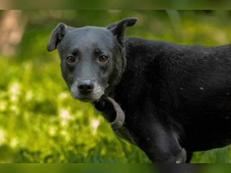 Liebe und sanfte Hündin sucht Ihre Menschen 