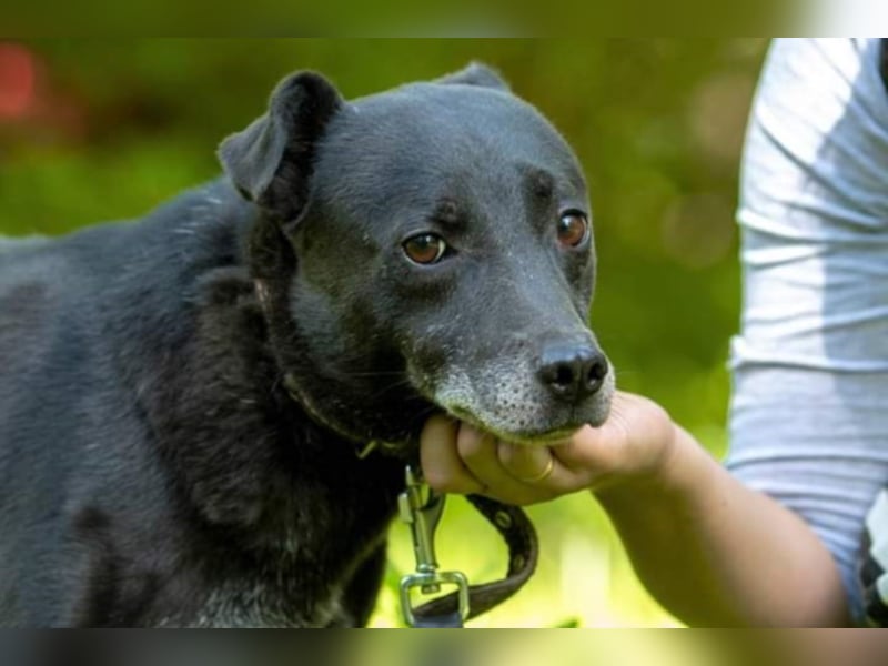 Liebe und sanfte Hündin sucht Ihre Menschen 