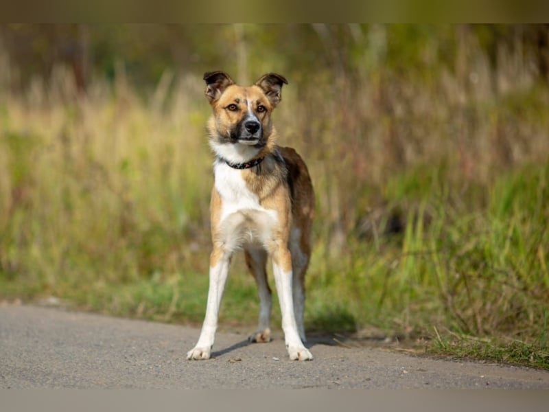 Alischa, ca. 1 Jahr, zierliche, sanfte Hündin