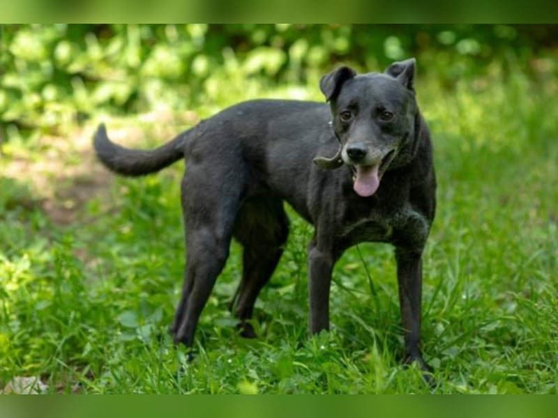 Liebe und sanfte Hündin sucht Ihre Menschen 