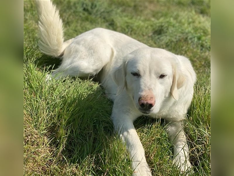 Queenie, geb. ca. 03/2020, lebt in GRIECHENLAND, auf einer privaten Pflegestelle