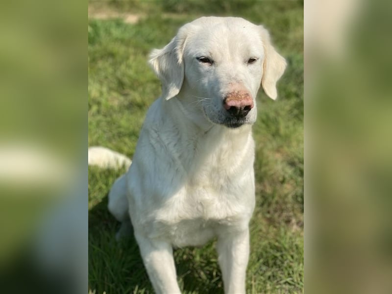 Queenie, geb. ca. 03/2020, lebt in GRIECHENLAND, auf einer privaten Pflegestelle