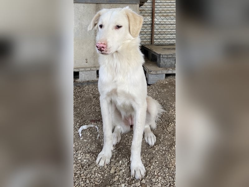 Zendaya, geb. ca. 12/2021, lebt in GRIECHENLAND, im städt. Tierheim Serres