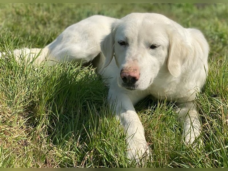 Queenie, geb. ca. 03/2020, lebt in GRIECHENLAND, auf einer privaten Pflegestelle