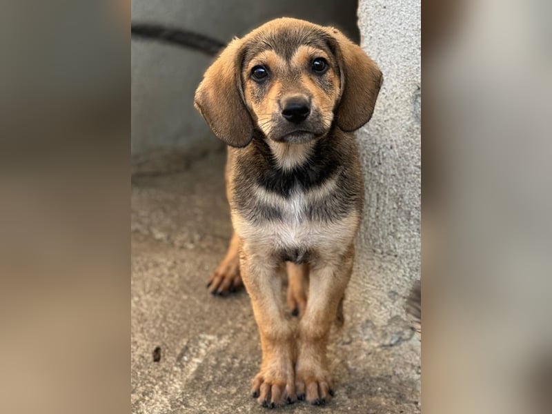 Lenny, geb. ca. 05/2026, lebt in GRIECHENLAND, im städt. Tierheim Serres