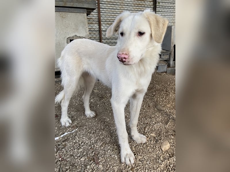 Zendaya, geb. ca. 12/2021, lebt in GRIECHENLAND, im städt. Tierheim Serres