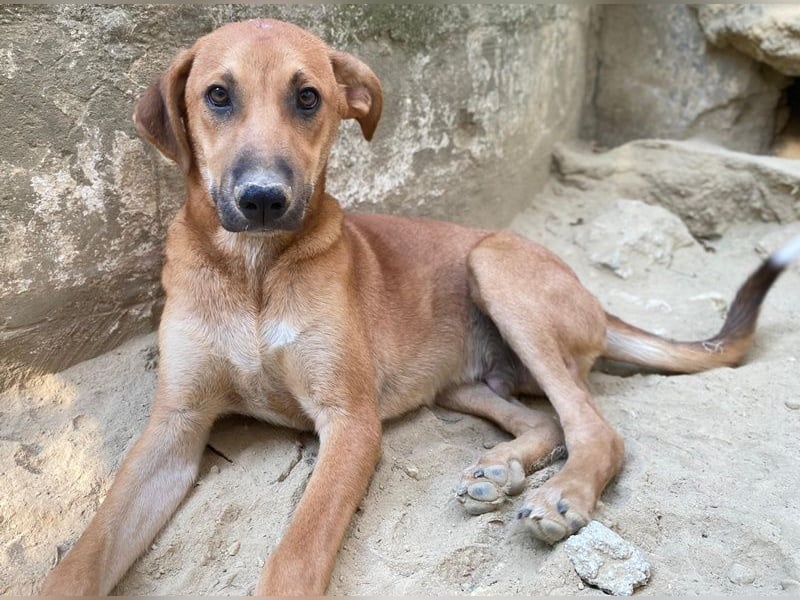 Luke, geb. ca. 02/2025, lebt in GRIECHENLAND, auf einer privaten Pflegestelle