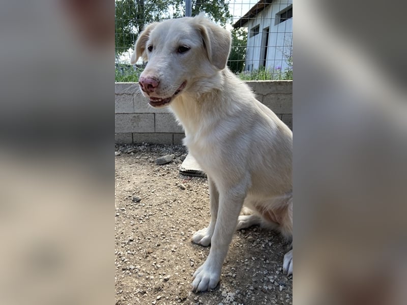 Zendaya, geb. ca. 12/2021, lebt in GRIECHENLAND, im städt. Tierheim Serres