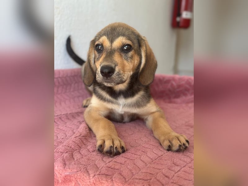 Lenny, geb. ca. 05/2026, lebt in GRIECHENLAND, im städt. Tierheim Serres
