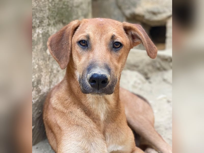 Luke, geb. ca. 02/2025, lebt in GRIECHENLAND, auf einer privaten Pflegestelle