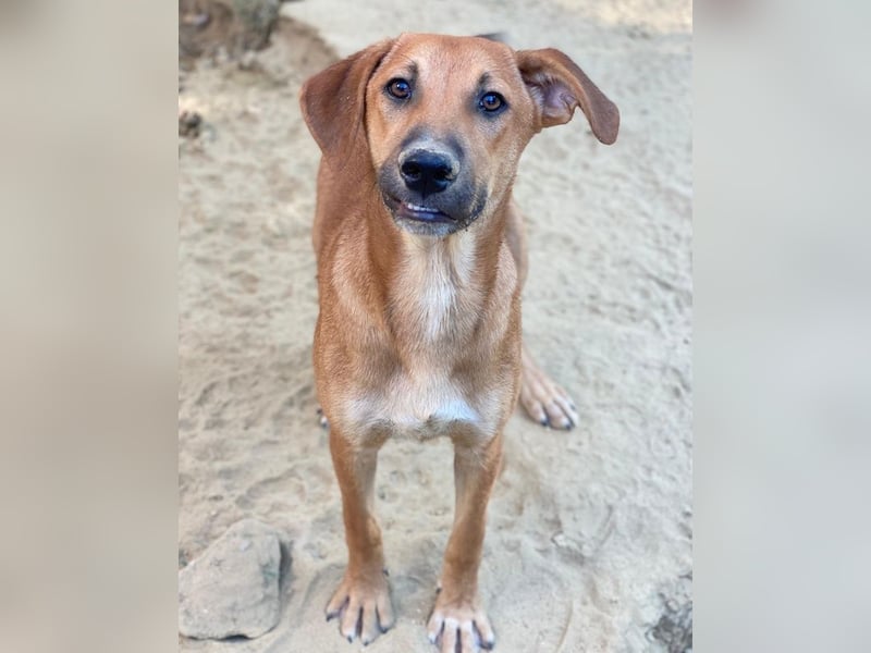 Luke, geb. ca. 02/2025, lebt in GRIECHENLAND, auf einer privaten Pflegestelle