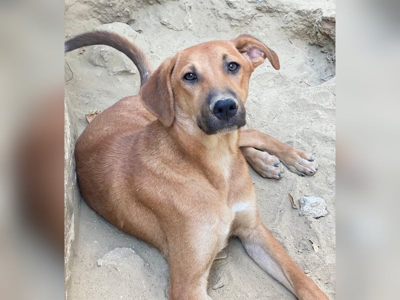 Luke, geb. ca. 02/2025, lebt in GRIECHENLAND, auf einer privaten Pflegestelle