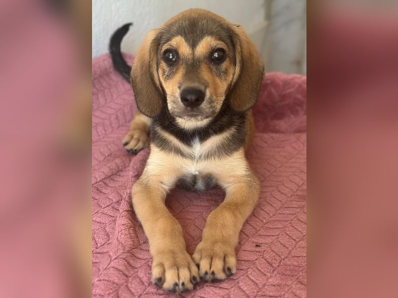 Lenny, geb. ca. 05/2026, lebt in GRIECHENLAND, im städt. Tierheim Serres