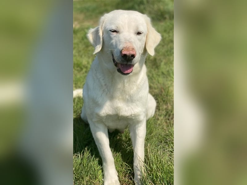 Queenie, geb. ca. 03/2020, lebt in GRIECHENLAND, auf einer privaten Pflegestelle