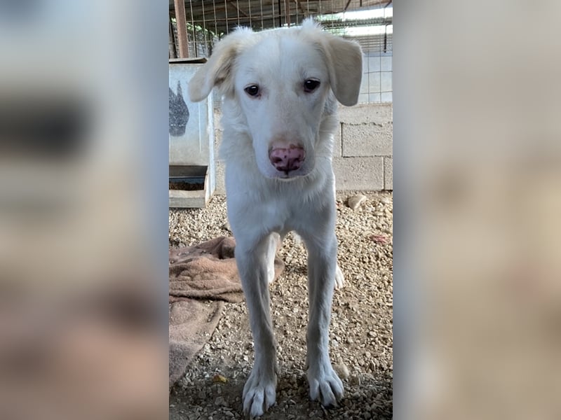 Zendaya, geb. ca. 12/2021, lebt in GRIECHENLAND, im städt. Tierheim Serres