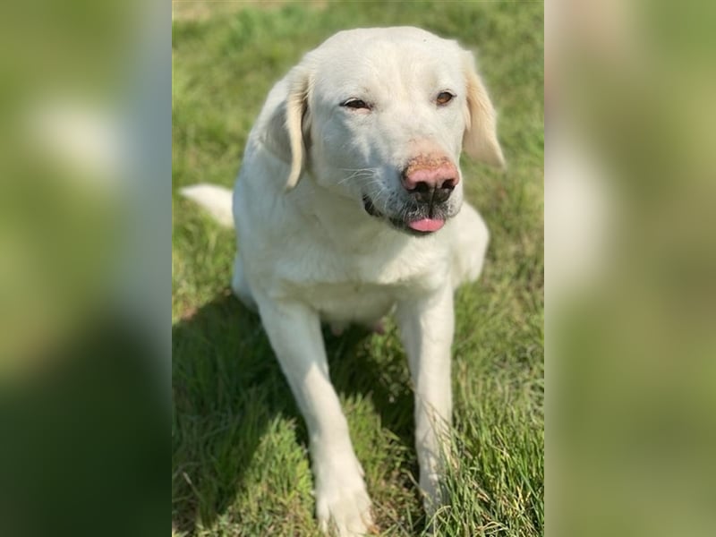 Queenie, geb. ca. 03/2020, lebt in GRIECHENLAND, auf einer privaten Pflegestelle