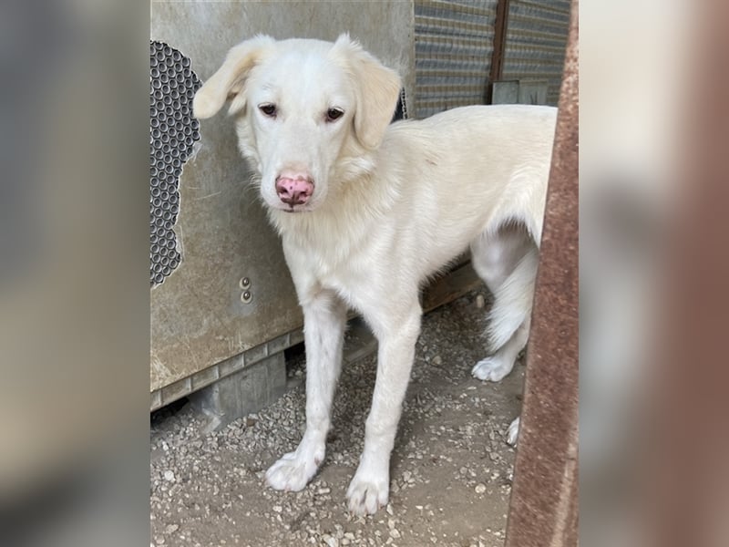 Zendaya, geb. ca. 12/2021, lebt in GRIECHENLAND, im städt. Tierheim Serres