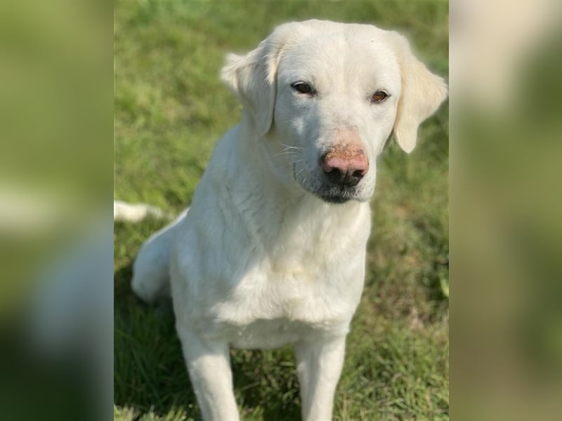 Queenie, geb. ca. 03/2020, lebt in GRIECHENLAND, auf einer privaten Pflegestelle