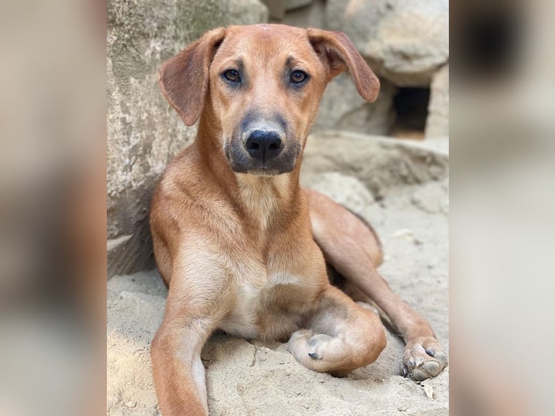 Luke, geb. ca. 02/2025, lebt in GRIECHENLAND, auf einer privaten Pflegestelle