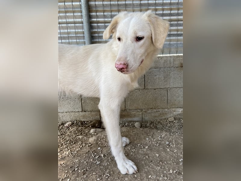 Zendaya, geb. ca. 12/2021, lebt in GRIECHENLAND, im städt. Tierheim Serres