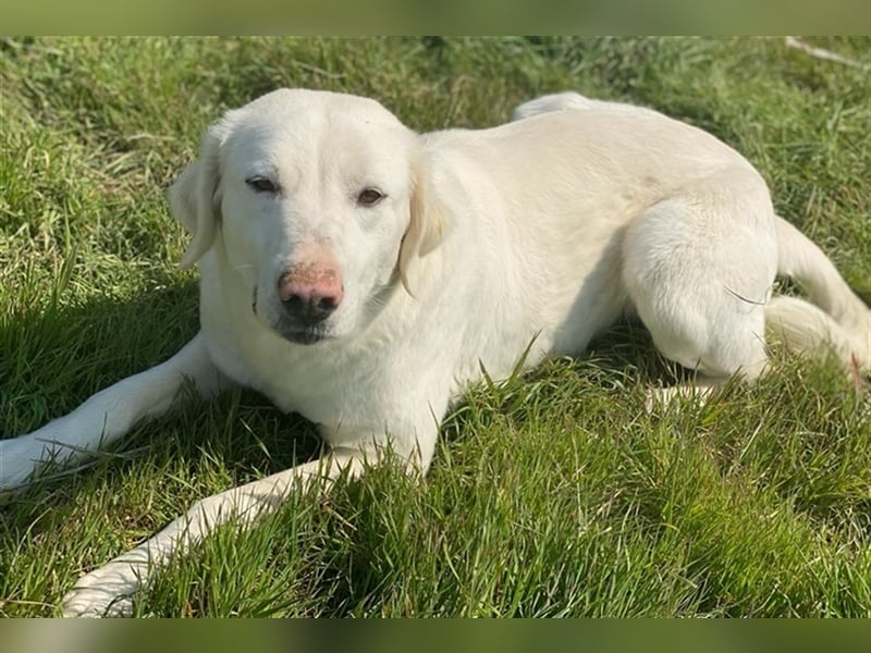 Queenie, geb. ca. 03/2020, lebt in GRIECHENLAND, auf einer privaten Pflegestelle