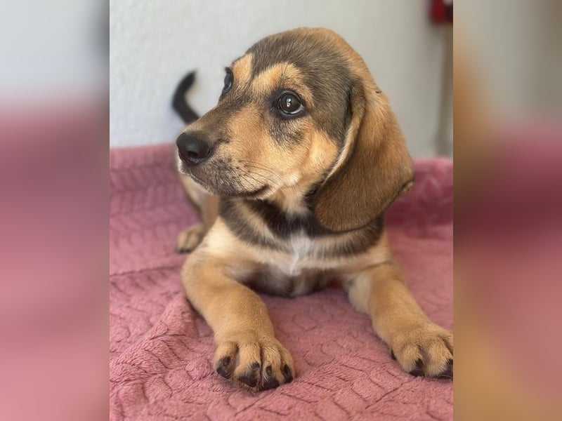 Lenny, geb. ca. 05/2026, lebt in GRIECHENLAND, im städt. Tierheim Serres