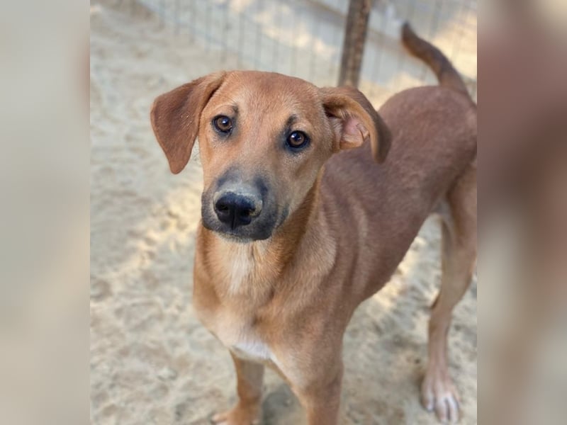 Luke, geb. ca. 02/2025, lebt in GRIECHENLAND, auf einer privaten Pflegestelle