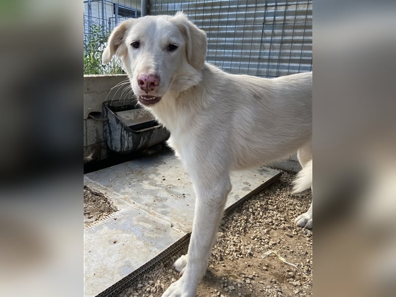 Zendaya, geb. ca. 12/2021, lebt in GRIECHENLAND, im städt. Tierheim Serres