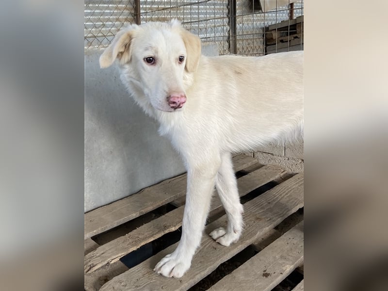 Zendaya, geb. ca. 12/2021, lebt in GRIECHENLAND, im städt. Tierheim Serres