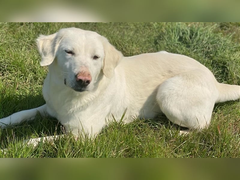 Queenie, geb. ca. 03/2020, lebt in GRIECHENLAND, auf einer privaten Pflegestelle