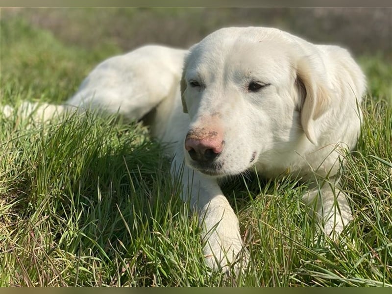 Queenie, geb. ca. 03/2020, lebt in GRIECHENLAND, auf einer privaten Pflegestelle