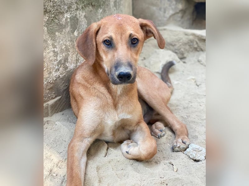 Luke, geb. ca. 02/2025, lebt in GRIECHENLAND, auf einer privaten Pflegestelle