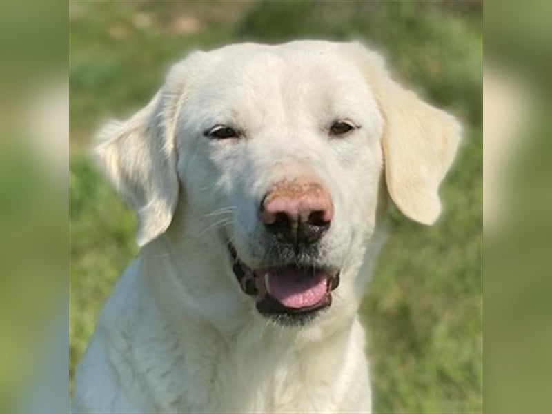 Queenie, geb. ca. 03/2020, lebt in GRIECHENLAND, auf einer privaten Pflegestelle