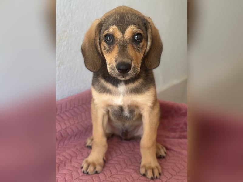 Lenny, geb. ca. 05/2026, lebt in GRIECHENLAND, im städt. Tierheim Serres