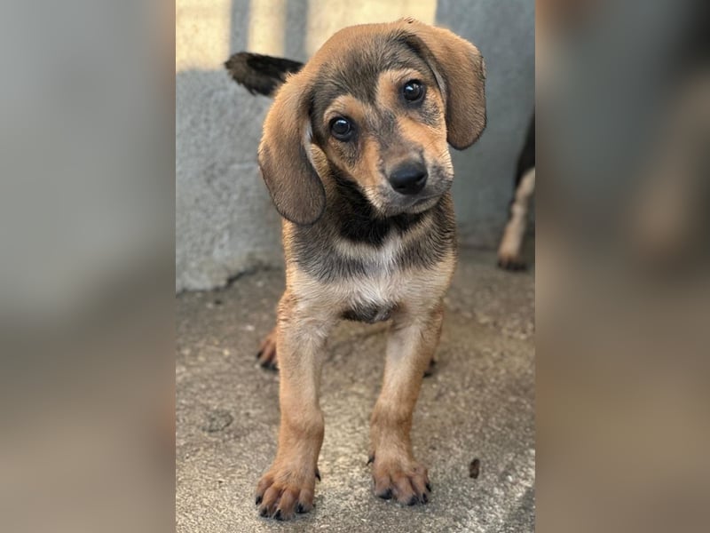 Lenny, geb. ca. 05/2026, lebt in GRIECHENLAND, im städt. Tierheim Serres