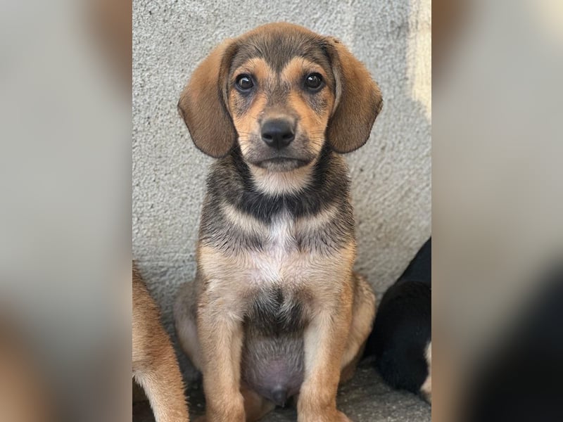 Lenny, geb. ca. 05/2026, lebt in GRIECHENLAND, im städt. Tierheim Serres