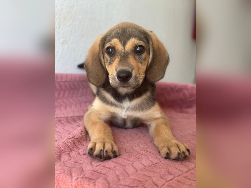 Lenny, geb. ca. 05/2026, lebt in GRIECHENLAND, im städt. Tierheim Serres