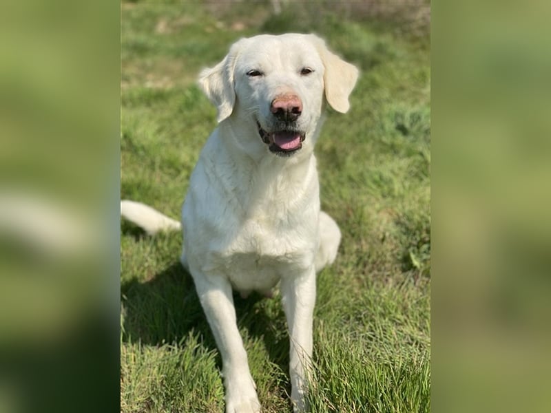 Queenie, geb. ca. 03/2020, lebt in GRIECHENLAND, auf einer privaten Pflegestelle