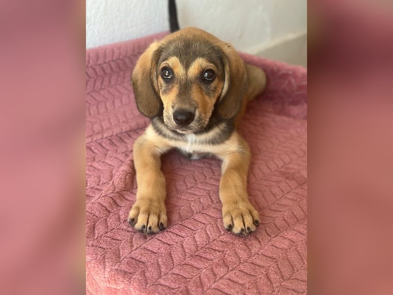 Lenny, geb. ca. 05/2026, lebt in GRIECHENLAND, im städt. Tierheim Serres