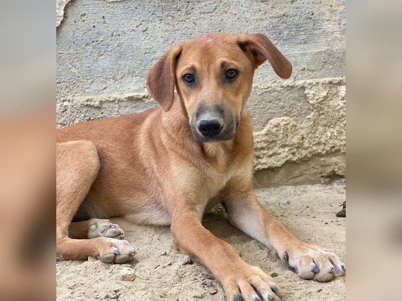 Luke, geb. ca. 02/2025, lebt in GRIECHENLAND, auf einer privaten Pflegestelle